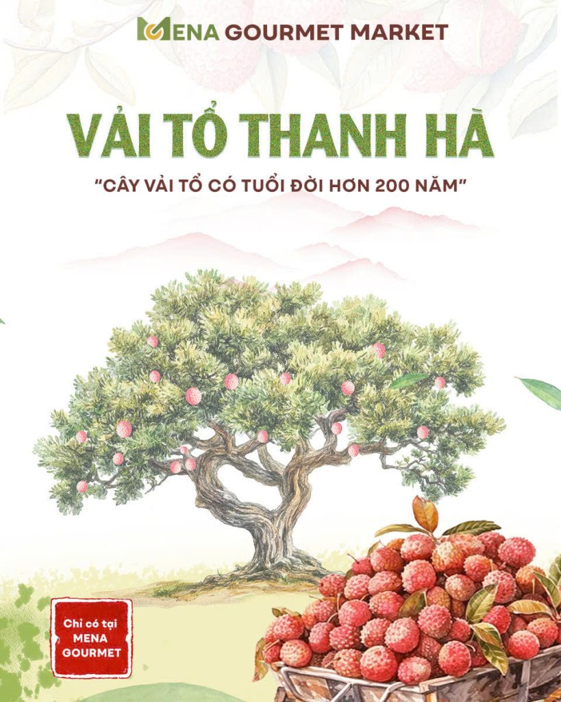 Vải thiều Thanh Hà đặc sản Việt Nam, hương vị di sản